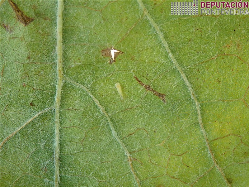 Cicadelidos - Ciccadellidae - Cicadelidos >> 20180816_Adulto cicadelido en enves folla vella.jpg